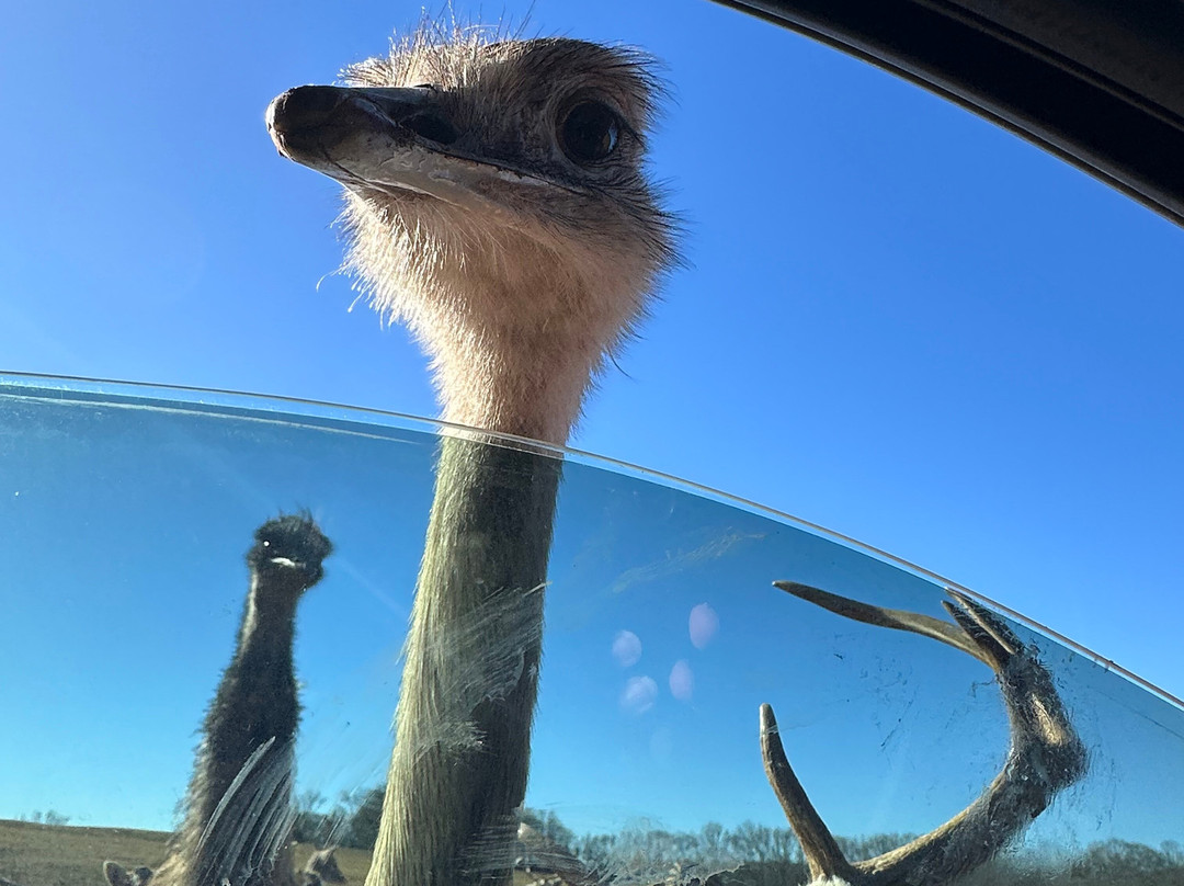 Lake Hartwell Wildlife Safari-Hartwell必去景点