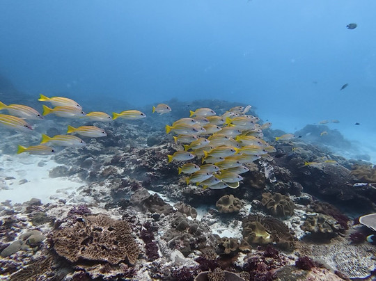 Mambo Dive Resort-珀尼达岛必去景点