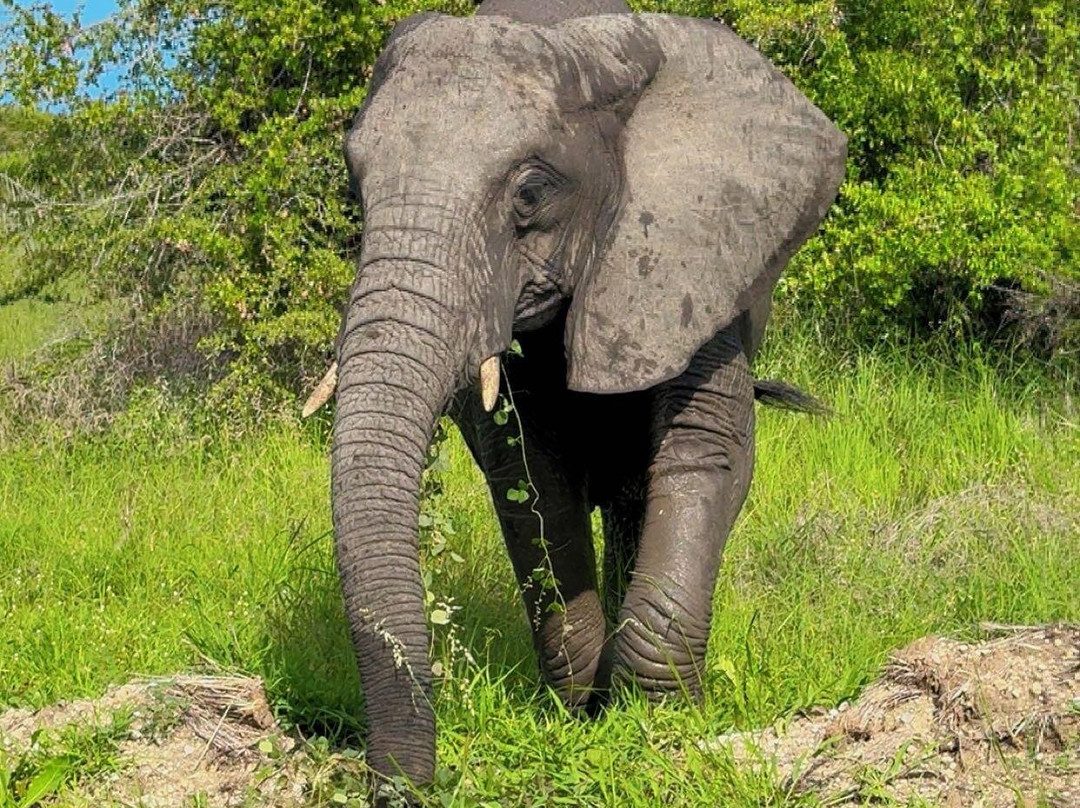 Saadani Tour Operator-巴加莫约必去景点