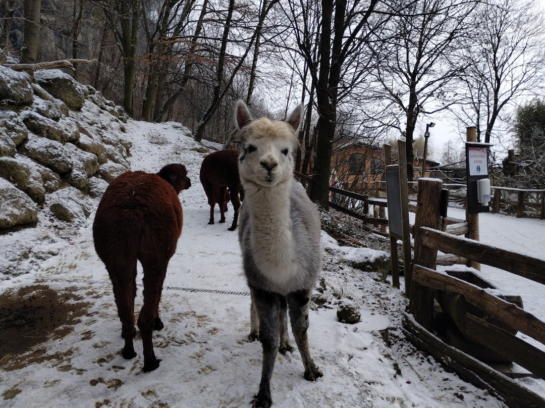 Zoo Salzburg-安妮夫必去景点