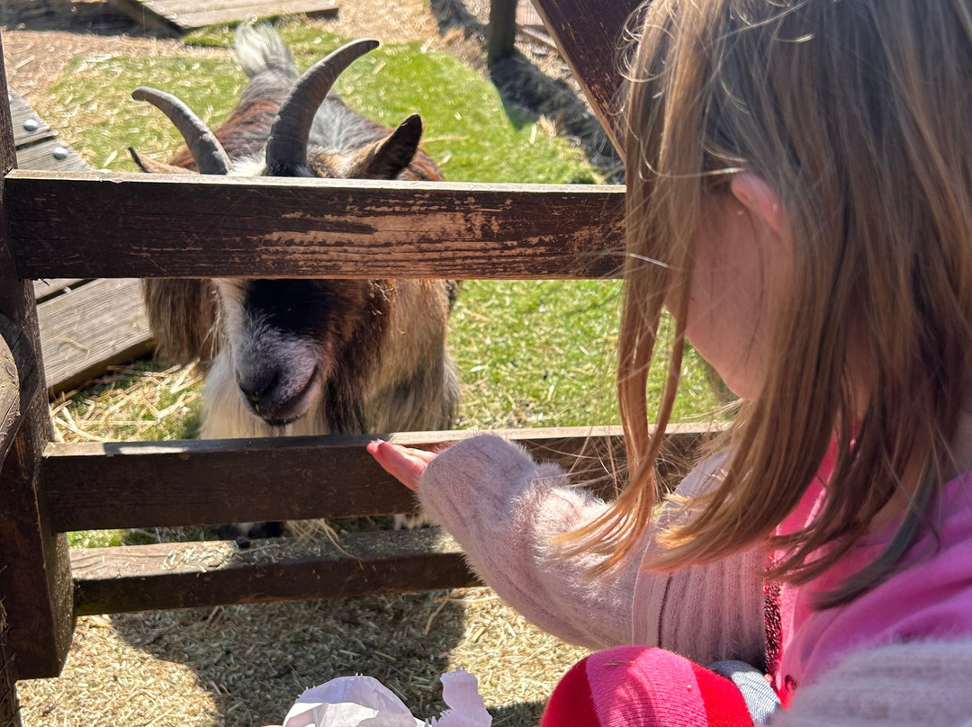 Promenade Park Petting Zoo-Maldon必去景点