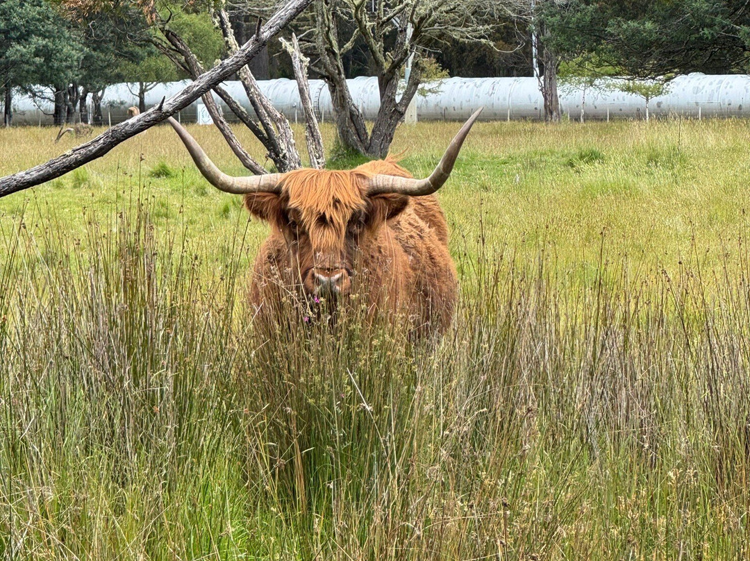 Tarraleah Cottages and Cabins主图