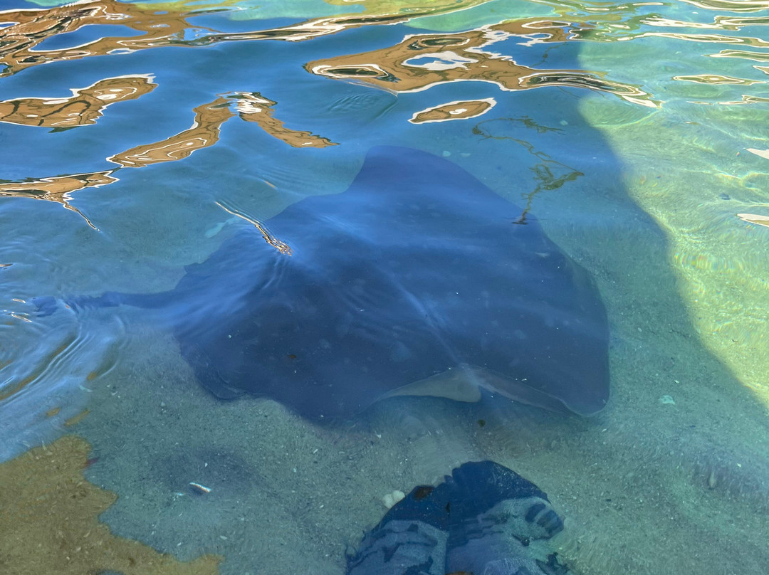 Irukandji Shark & Ray Encounters-史蒂芬斯港必去景点