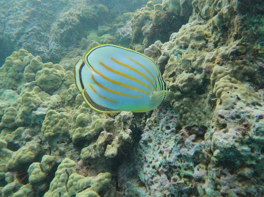 Hawai'i Surf and Kayak-普阿克必去景点
