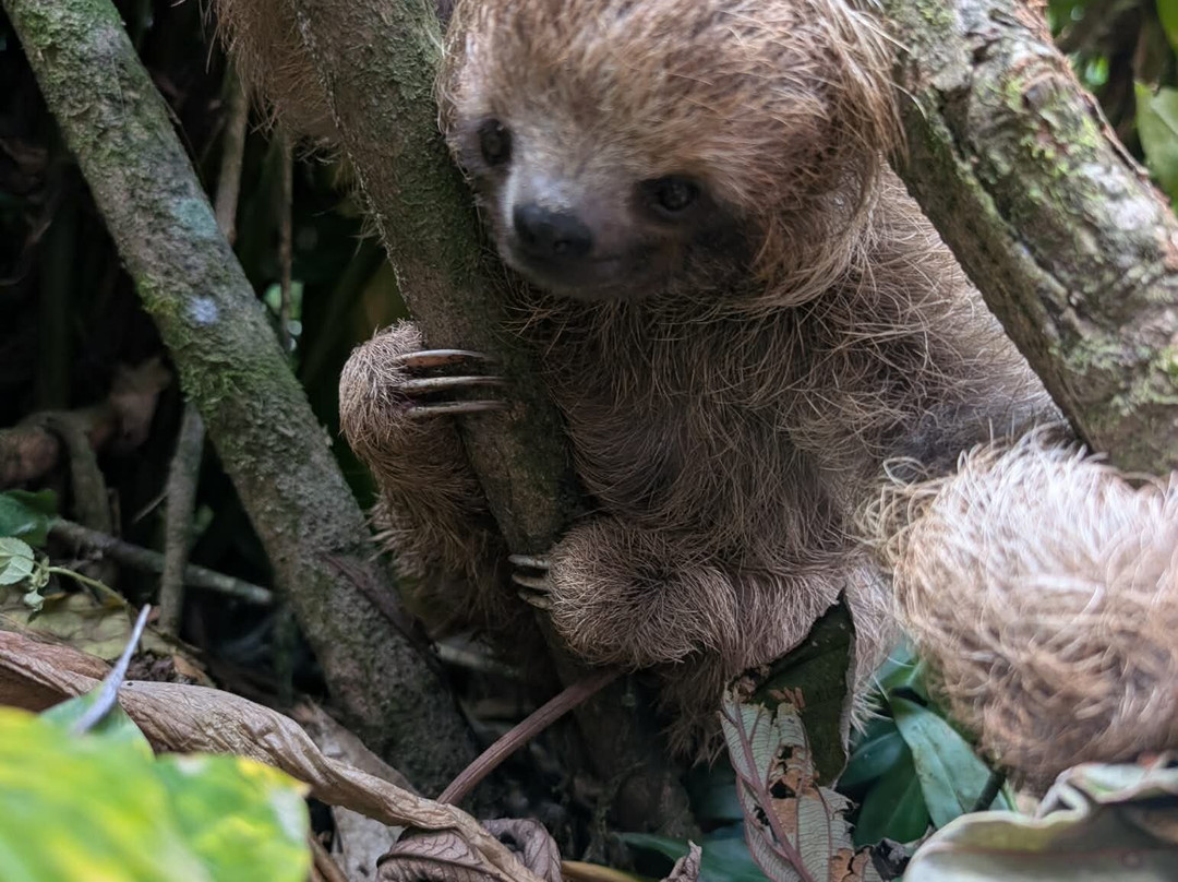 Tico Adventure Tours-拔西里多必去景点