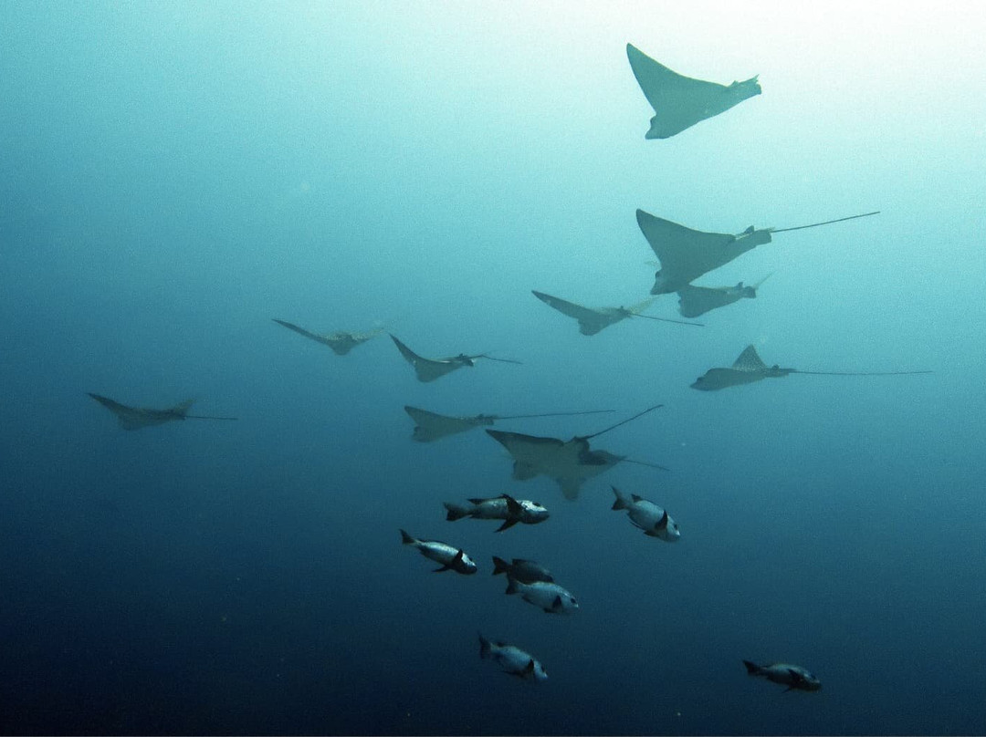 DivePoint Guraidhoo-康杜玛岛必去景点