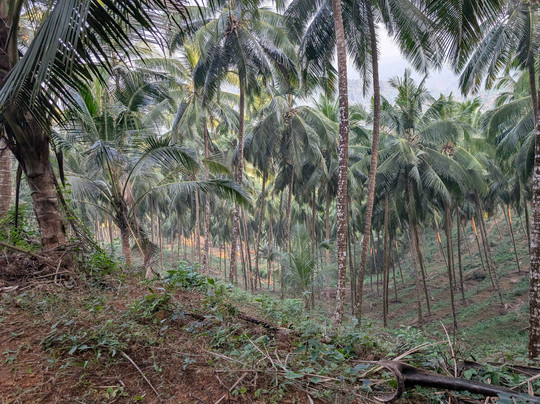 Thonikadavu-Kasaragod必去景点