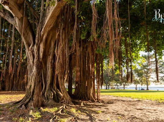 North Straub Park-圣彼德斯堡必去景点