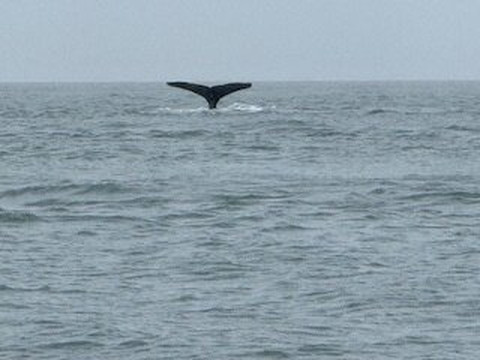 Jayleen's Alaska-朱诺必去景点