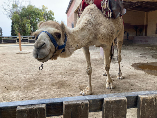 Camel Park-玛佐托斯必去景点