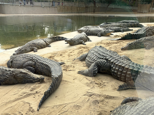 Dubai Crocodile Park-迪拜必去景点
