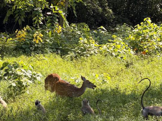 Yala Lahiru Safari-蒂瑟默哈拉默必去景点