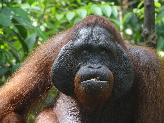 Borneo Eco Tour-Pangkalan Bun必去景点