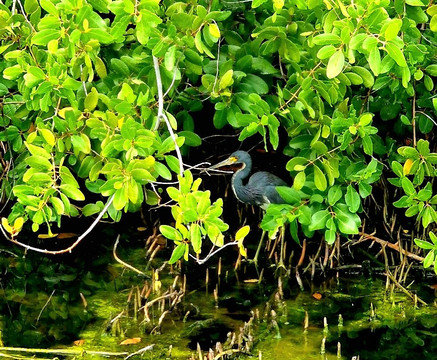 Curaçao Rif Mangrove Park-威廉斯塔德必去景点