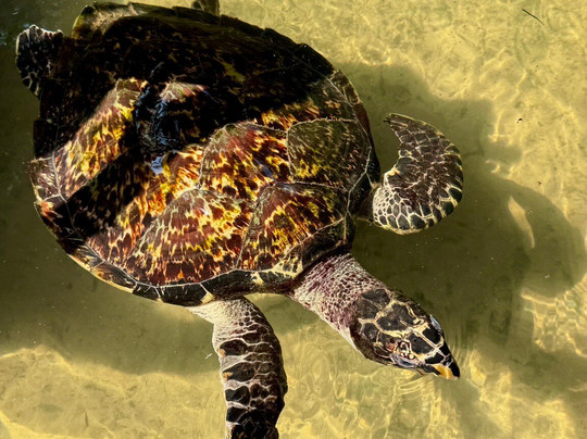 Induruwa Sea Turtle Conservation Project & Sea Turtle Information Center-因都鲁瓦必去景点