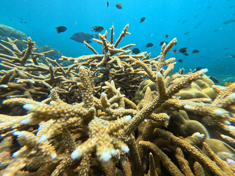 The Life Aquatic-湄南必去景点