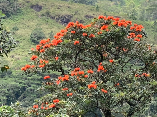 Kandy Trekking Tours-康提必去景点
