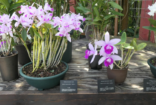 The Kochi Prefectural Makino Botanical Garden-高知市必去景点