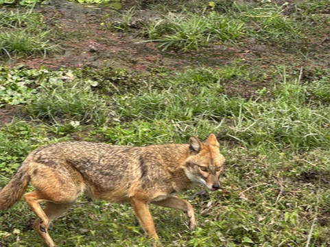Sauraha Chitwan Nepal-苏拉哈必去景点
