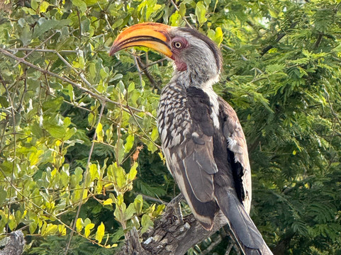 African Travel Consultants-Sabie Park必去景点