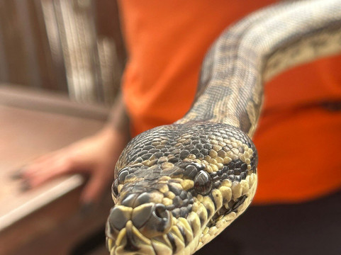 Banana Joe Tours-迈阿密必去景点