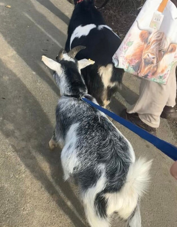 Life Between The Ears-Grange-over-Sands必去景点