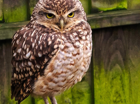 Millets Farm Falconry Centre-弗里福德希斯必去景点