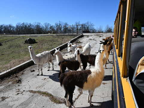 Wild Animal Safari-Strafford必去景点