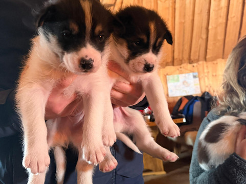 Wingrens Dogsafaris-Kongas必去景点