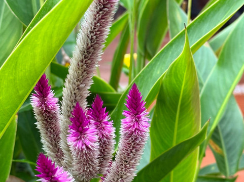 Amazing Vacations Costa Rica-图里亚尔瓦必去景点