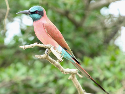 Duma Explorer-阿鲁沙必去景点