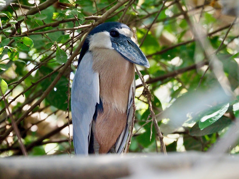 Palo Verde Boat Tours-Ortega必去景点