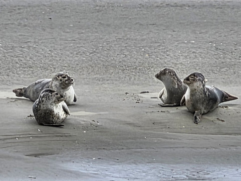 Club Nautique Berckois-Berck必去景点