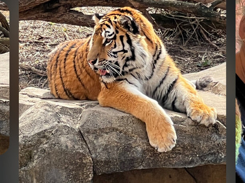 哥伦布动物园-Powell必去景点