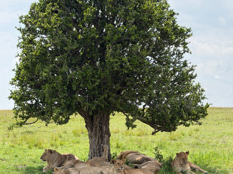 Antonio Safaris-Karen必去景点