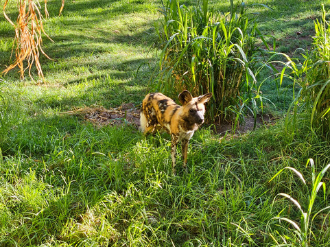 珀斯动物园-南珀斯必去景点