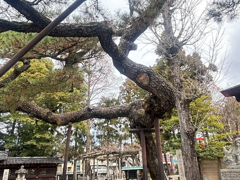 Tachiki Shrine-草津市必去景点