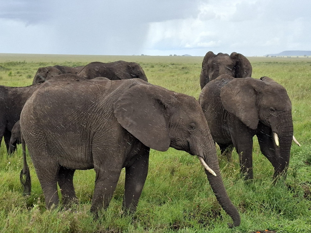 Predators Safari Club-阿鲁沙必去景点