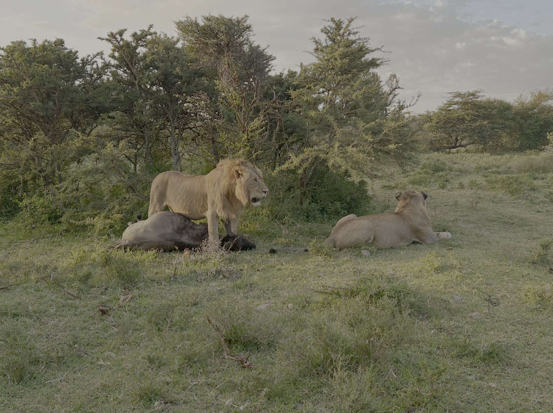 Gamewatchers Safaris-内罗毕必去景点