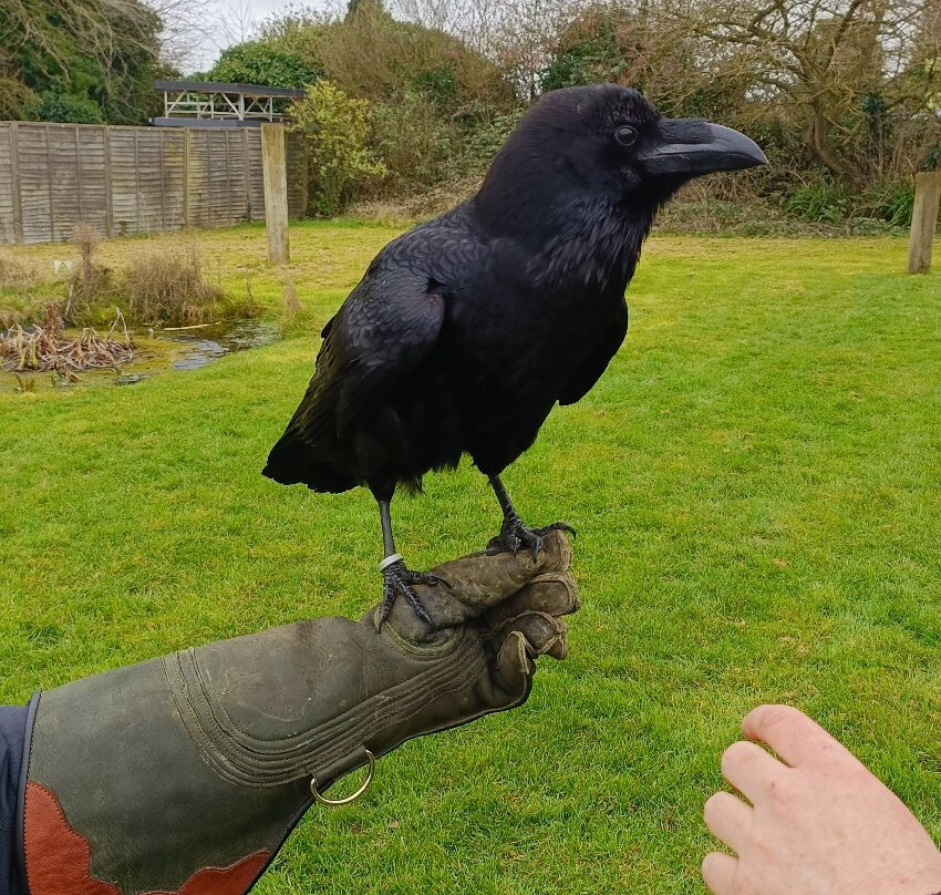 Baytree Owl and Raptor Centre-Spalding必去景点