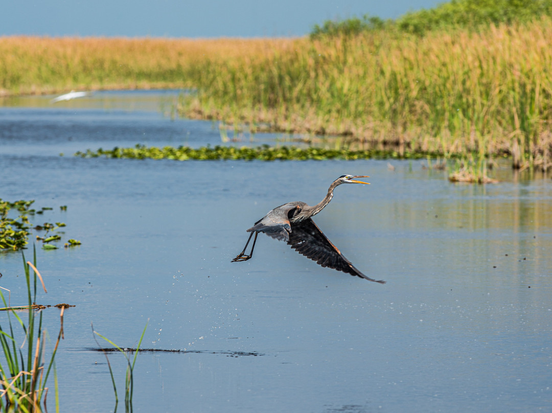Airboat Rides West Palm Beach-西棕榈滩必去景点