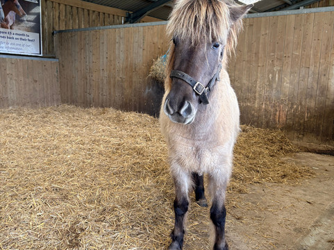 World Horse Welfare Penny Farm-黑潭必去景点