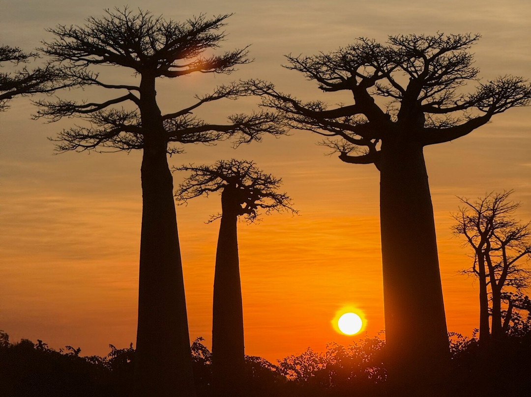 Wild-madagascar-tours-安塔那那利佛必去景点