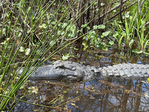 Borels swamp tours-布里奥克斯桥必去景点