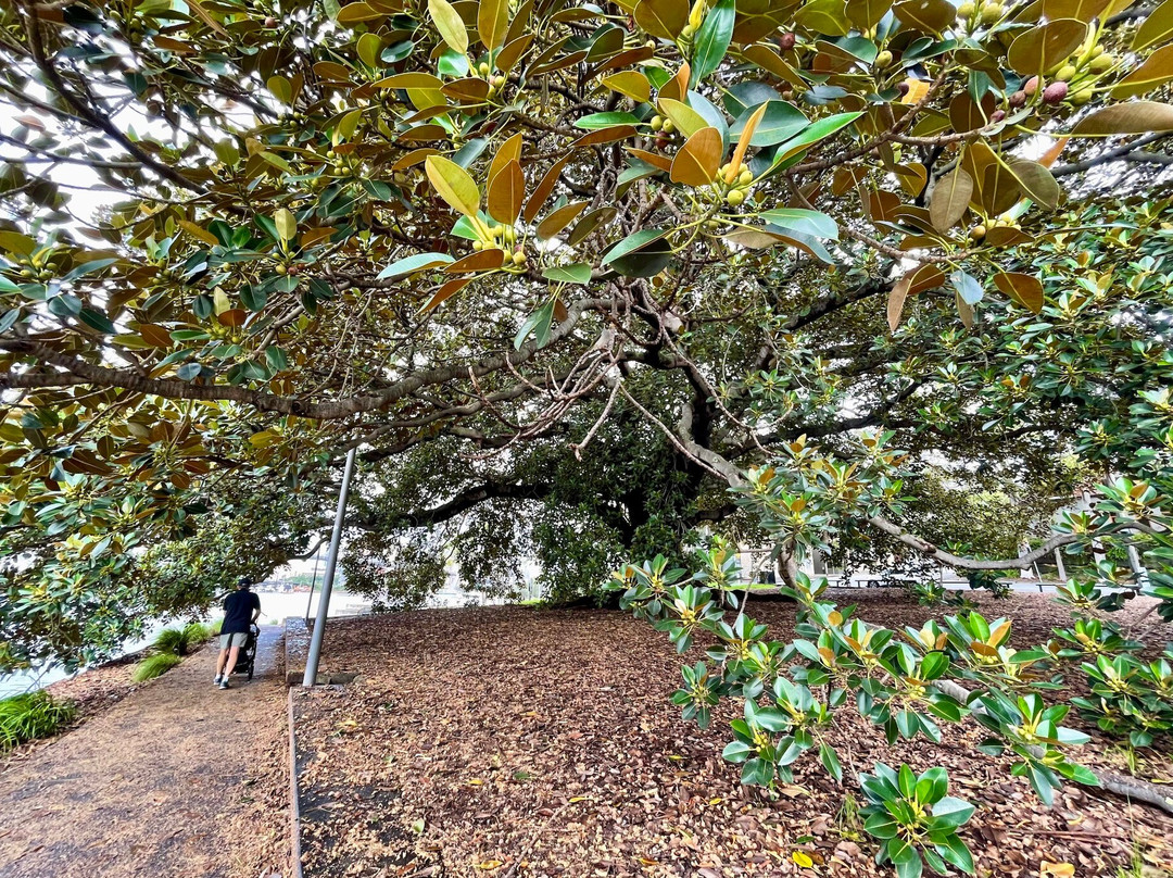 Bicentennial Park-悉尼必去景点