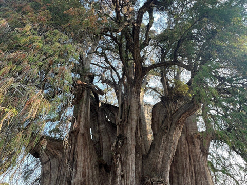 Wanderlust Oaxaca-瓦哈卡必去景点