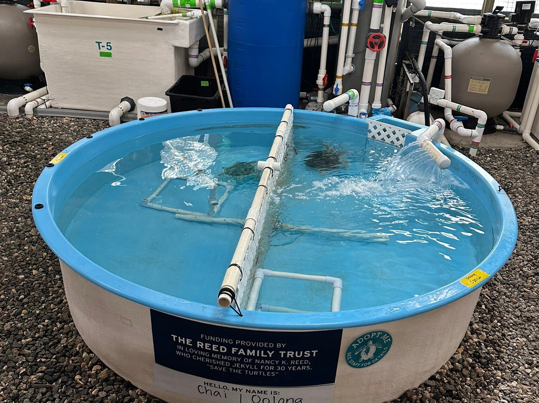 Georgia Sea Turtle Center-吉柯岛必去景点