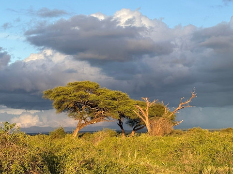 Africa Safari Trips-内罗毕必去景点