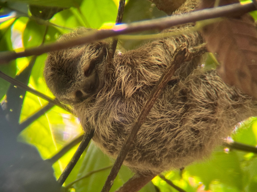 Morpho Vans-圣何塞必去景点