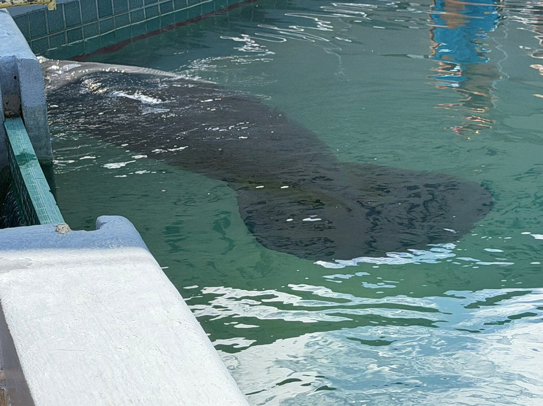 Centro de Conservación de Manatíes de Puerto Rico-Bayamon必去景点
